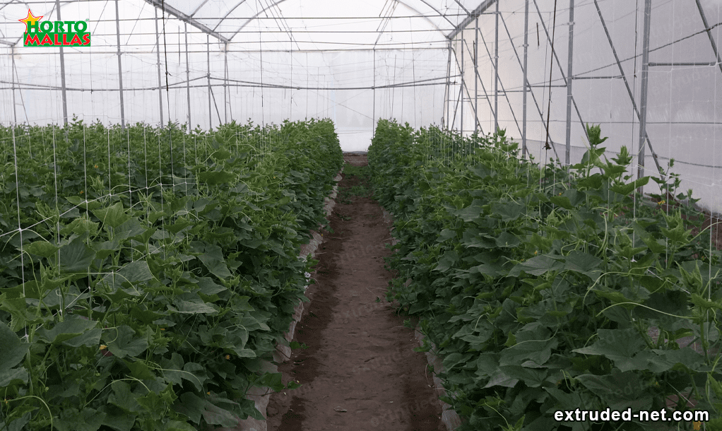 Trellis net