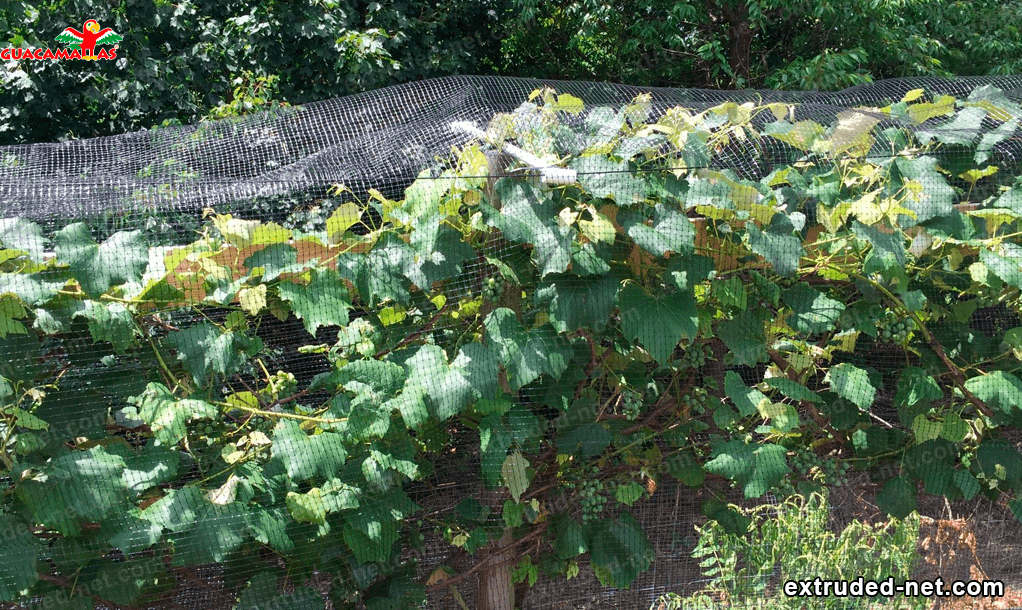 Plastic netting
