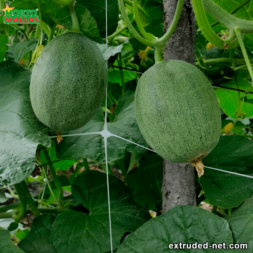 extruded mesh trellising green melons