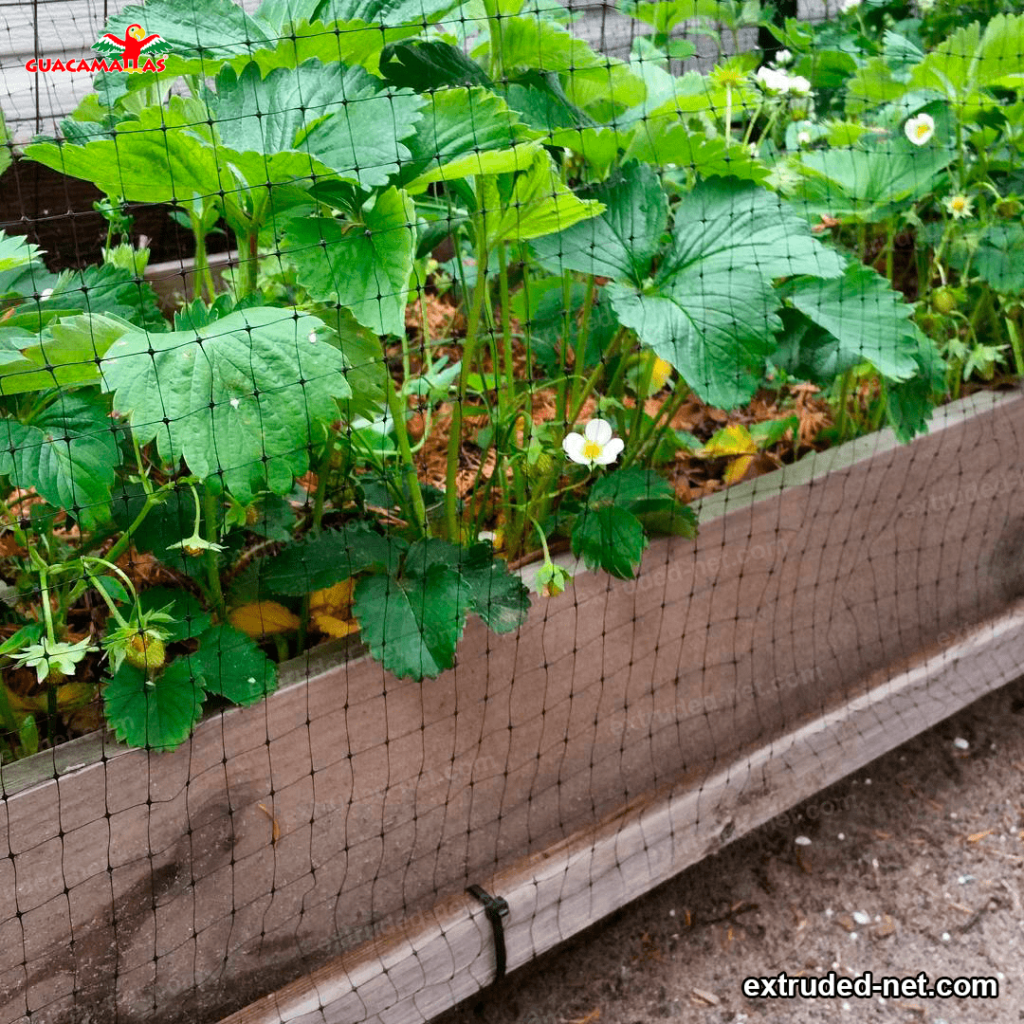 Bird mesh protecting garden plants