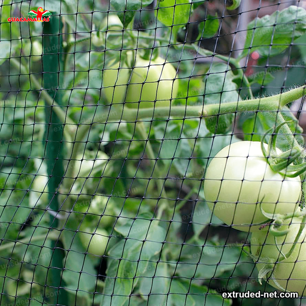 green tomatoes protected by plastic net