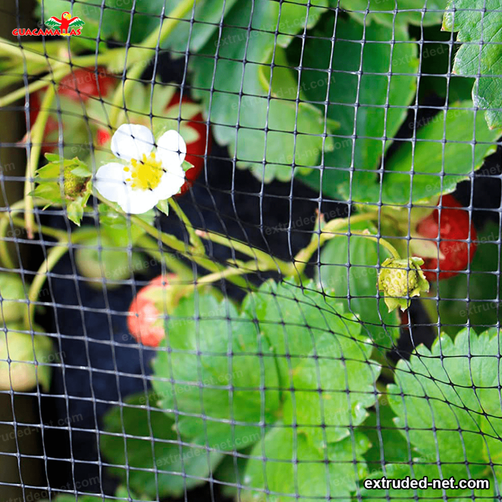 plastic mesh protecting strawberrys