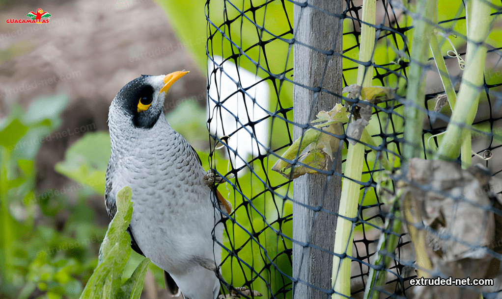 extruded mesh restricting the passage of a bird so that it does not eat the fruit.