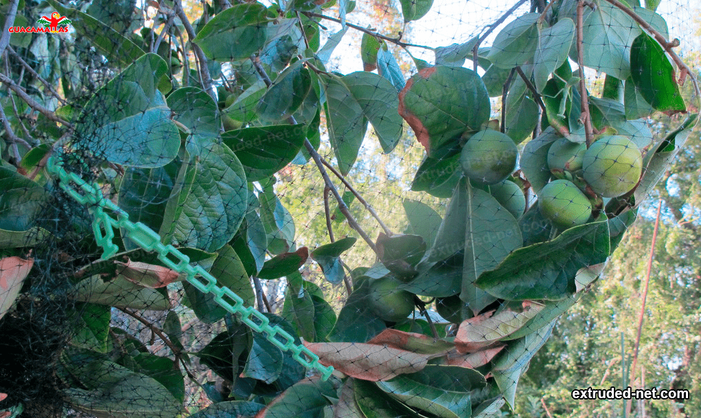 extruded bird net protecting fruits